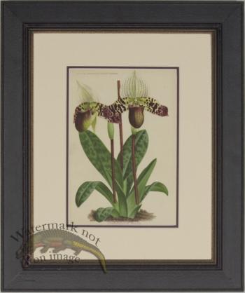 Linden Botanical PF 01